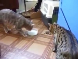 cat sharing milk (cats share milk)