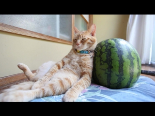 cute cat and watermelon - 160816 cat with watermelon- 20162