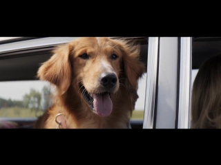 canine destiny trailer - a dogs purpose official trailer (2016) britt robertson drama movie hd big ass milf