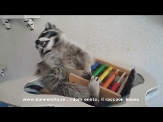 raccoon mathematician. raccoon that loves maths