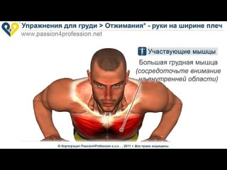 chest exercise - pushups / hands at shoulder width